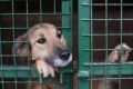 В России появится госсервис, где можно будет взять питомца из приюта