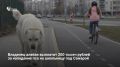 Суд обязал жителя поселка Луначарский выплатить 200 тысяч рублей семье 12-летней девочки, которую покусал его алабай в мае 2026 года