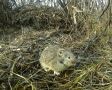 В Самарской области памятник природы восстановился после попытки вспашки