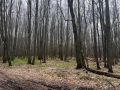 Объявлен оранжевый уровень опасности