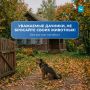 С окончанием дачного сезона многие животные, которых летом взяли на подкормку или приютили на участке, остаются без хозяев и без шансов пережить зиму самостоятельно