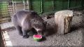 Умка из Самарского зоопарка обожает все сладкое