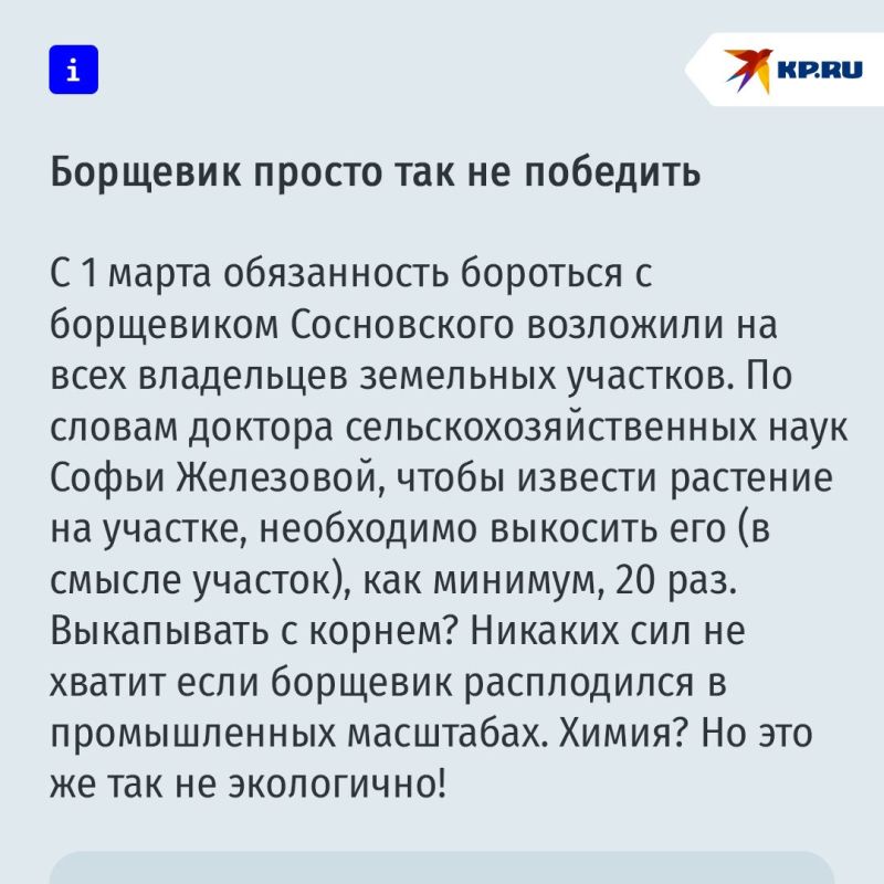 Просто и экологично: борщевик предлагают вытеснить с помощью елок Просто и экологично: борщевик предлагают вытеснить с помощью елок