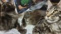Как избавиться от запаха в кошачьем лотке за считанные минуты