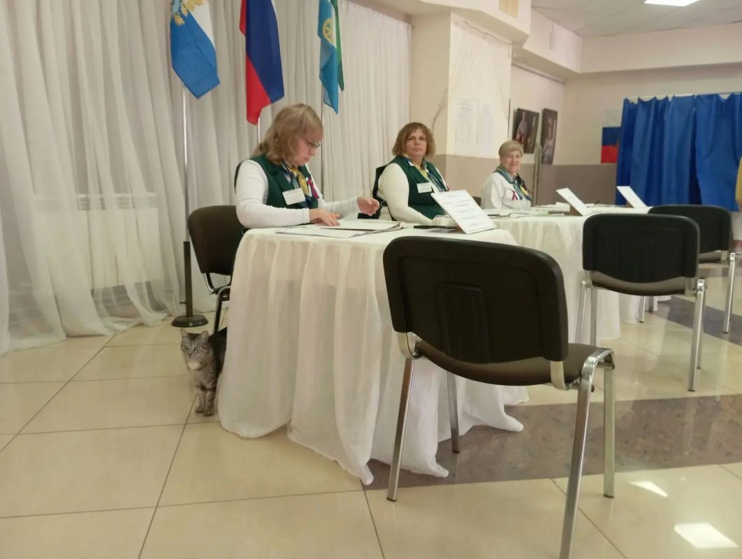 В Октябрьске общественным наблюдателем на выборах стала кошка Люся В Октябрьске общественным наблюдателем на выборах стала кошка Люся