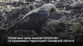 По данным регионального минприроды, солнечные орлы в Самарской области вывели потомство и готовятся к миграции через Прикаспий и Центральную Азию