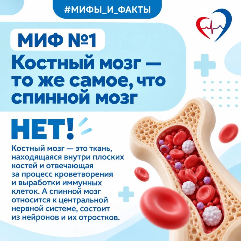 ТОП-10 мифов о донорстве костного мозга