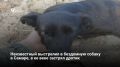 В Самаре неизвестный выстрелил в бездомную собаку Жулю, металлический дротик попал в веко