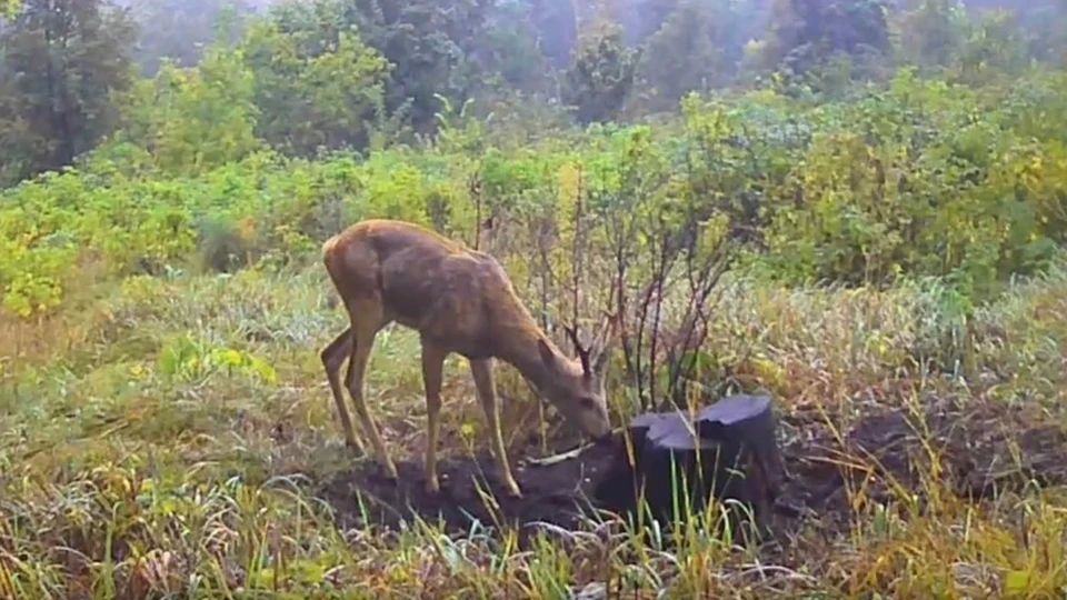 В Самарской Луке пень стал местом притяжения диких зверей