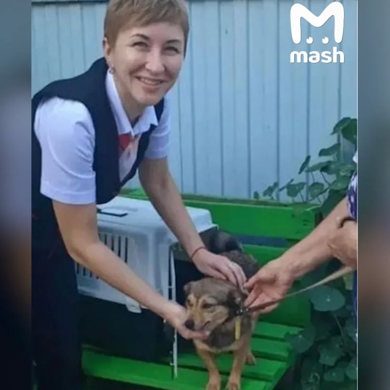 Собакен в одиночку сменил три вида транспорта и проехал 105 км по Самарской области, чтобы встретиться с заболевшей хозяйкой Собакен в одиночку сменил три вида транспорта и проехал 105 км по Самарской области, чтобы встретиться с заболевшей хозяйкой