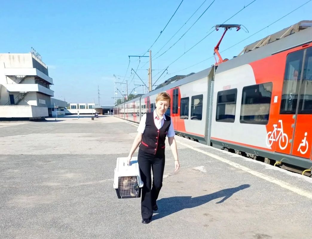Собака сбежала из дома в Кинеле и на перекладных добралась до Тольятти Собака сбежала из дома в Кинеле и на перекладных добралась до Тольятти