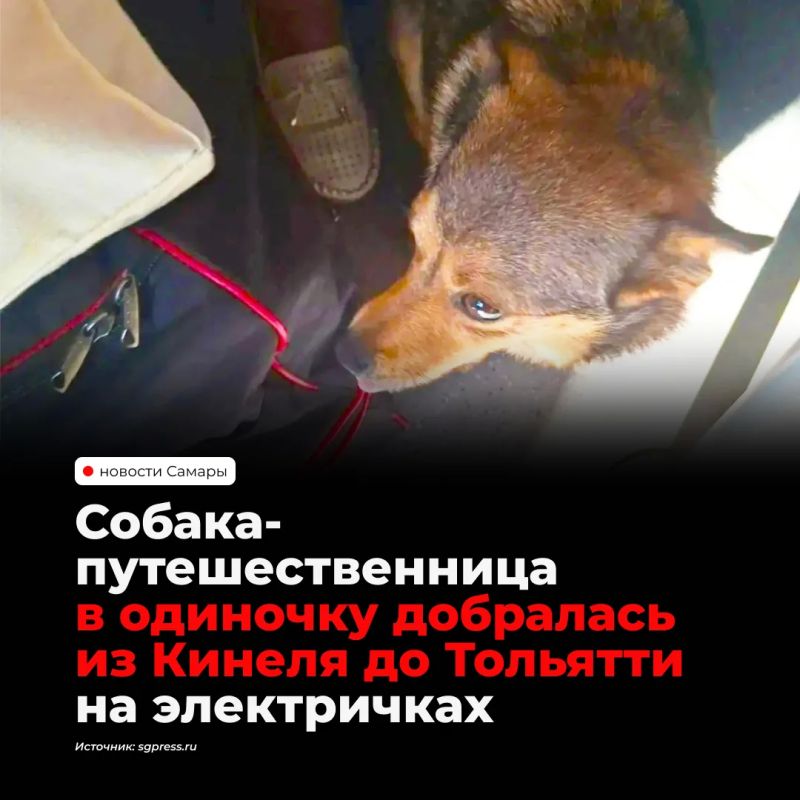 Собака Белка убежала из дома в Кинеле 21 сентября и самостоятельно добралась до Тольятти — сначала на автобусе до Самары, потом на электричке и «Ласточке», где ее заметила под креслом кассир Ирина Селиверстова