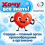 10 интересных фактов о сердечно-сосудистой системе