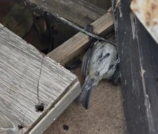 Птицы массово врезаются в стекла и падают замертво в Самаре