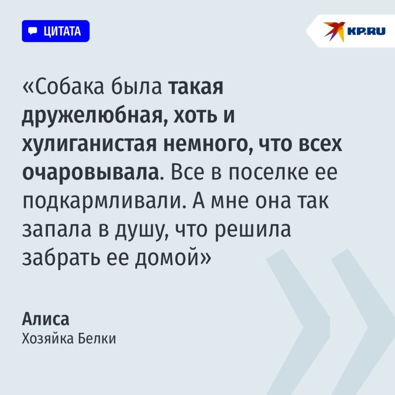 100 км на разных видах транспорта: собака-путешественница из Кинеля Белка вернулась домой 100 км на разных видах транспорта: собака-путешественница из Кинеля Белка вернулась домой