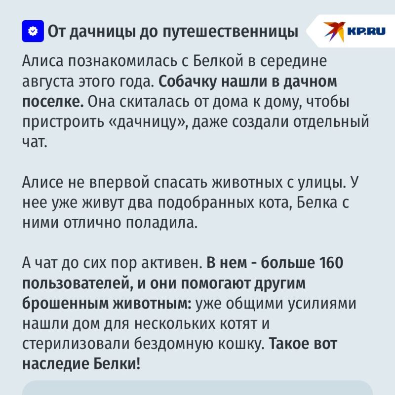 100 км на разных видах транспорта: собака-путешественница из Кинеля Белка вернулась домой 100 км на разных видах транспорта: собака-путешественница из Кинеля Белка вернулась домой