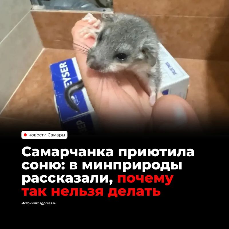 Жительница Самары забрала домой соню-полчка, найденную в сквере у озера Леснуха