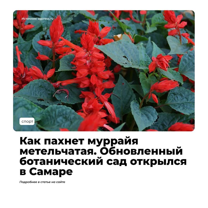 Ботанический сад Самарского университета вновь открыл свои двери — два месяца он был недоступен для посещения