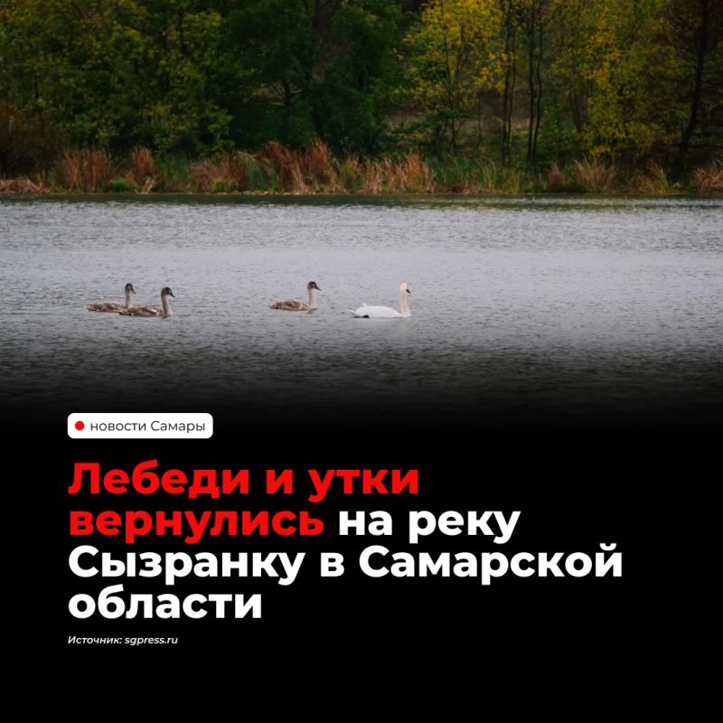 На реку Сызранку вернулись лебеди и утки — водоем восстанавливают в рамках нацпроекта «Экологическое благополучие»