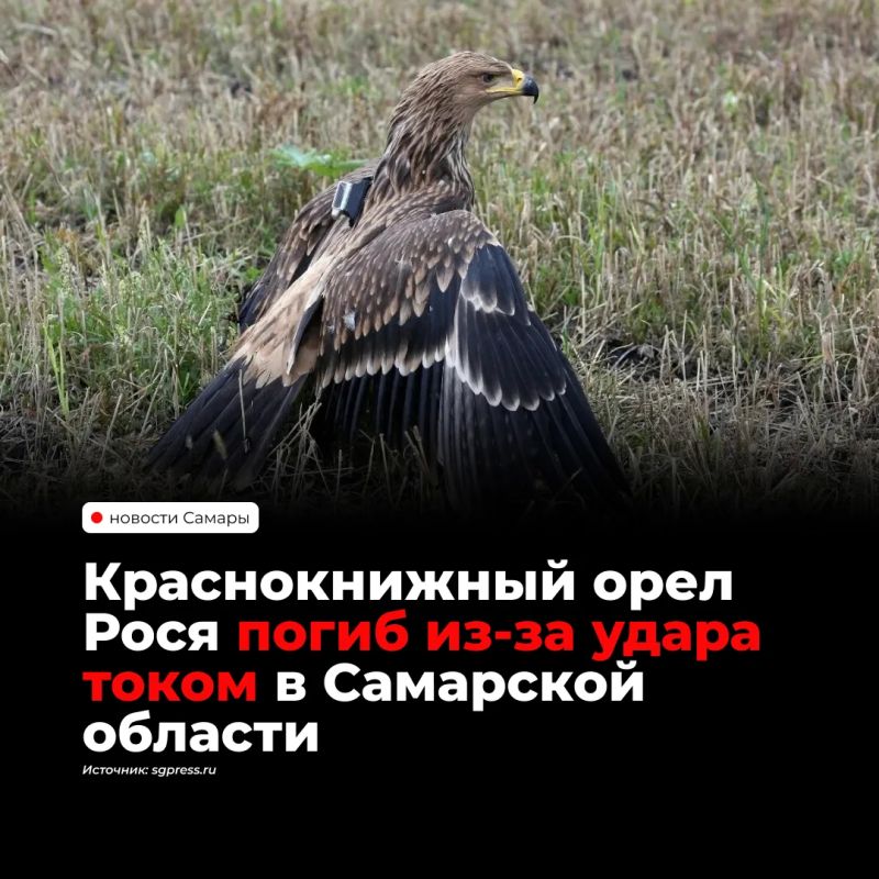 В Сызранском районе погиб краснокнижный орел Рося, выращенный орнитологами национального парка «Сенгилеевские горы»