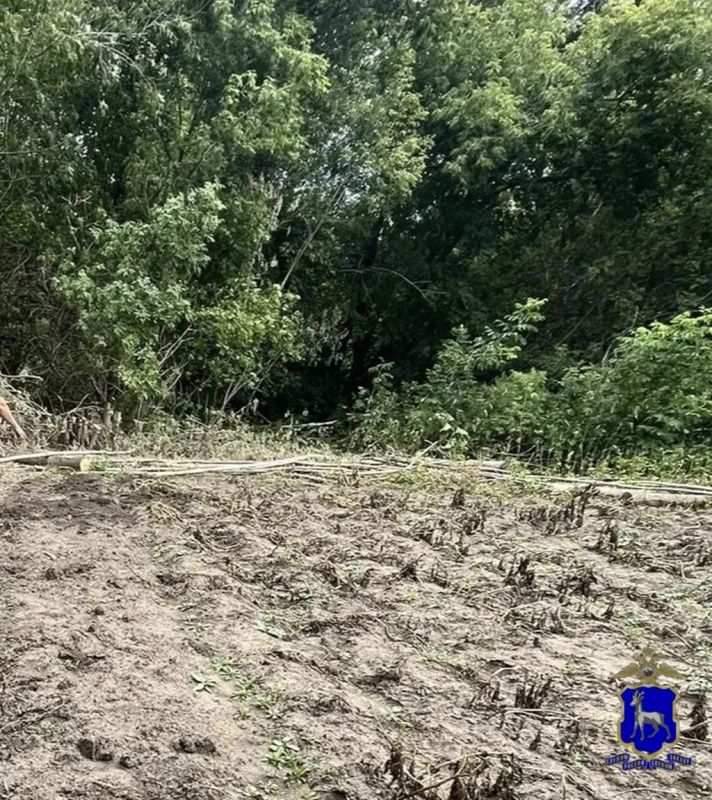 Житель Самарской области несколько месяцев выращивал наркосодержащие растения в лесополосе Житель Самарской области несколько месяцев выращивал наркосодержащие растения в лесополосе