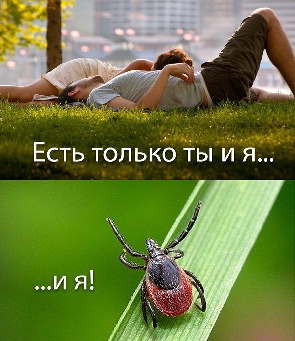 Пик активности клещей продолжается в Самарской области