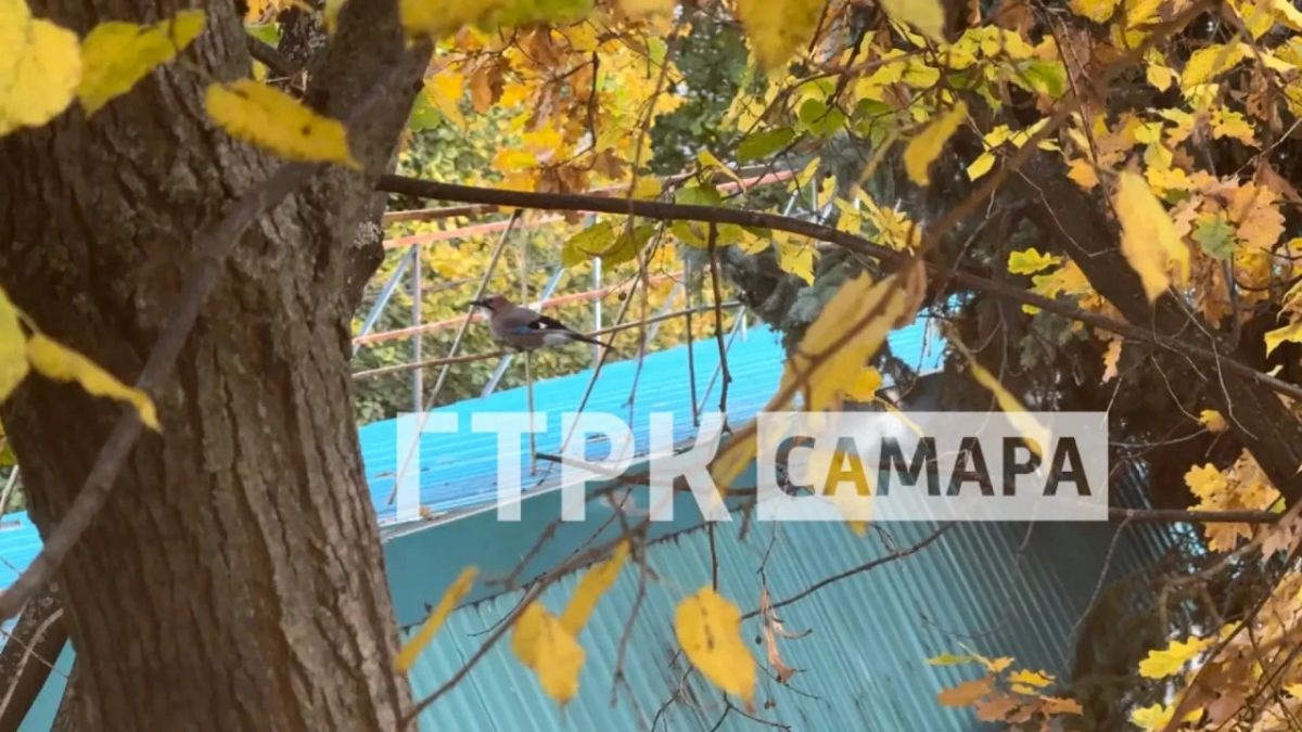 На территории ГТРК «Самара» заметили лесную гостью На территории ГТРК «Самара» заметили лесную гостью