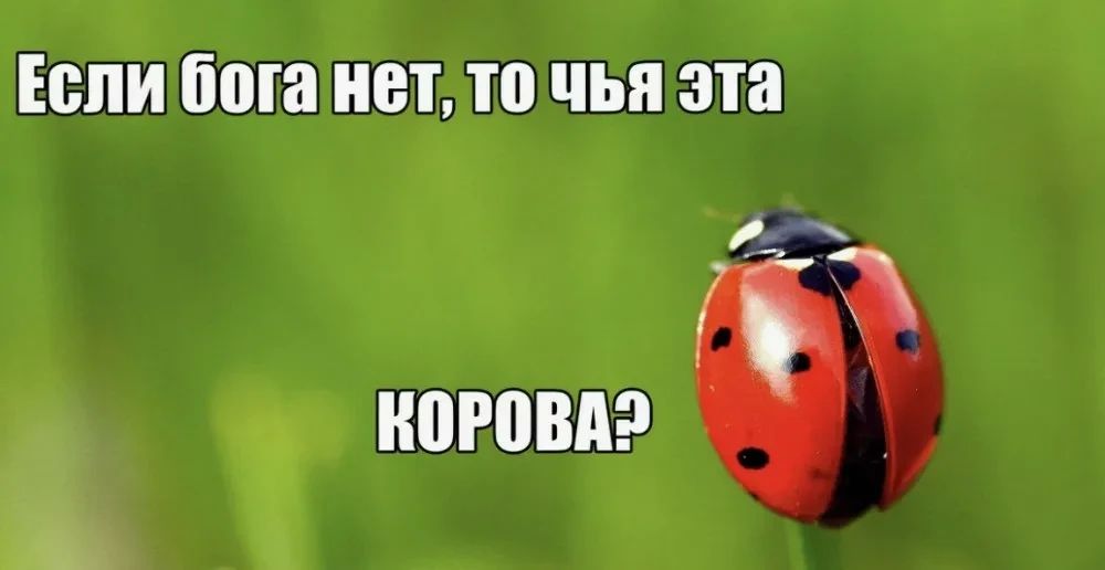 Божьи коровки атакуют самарцев