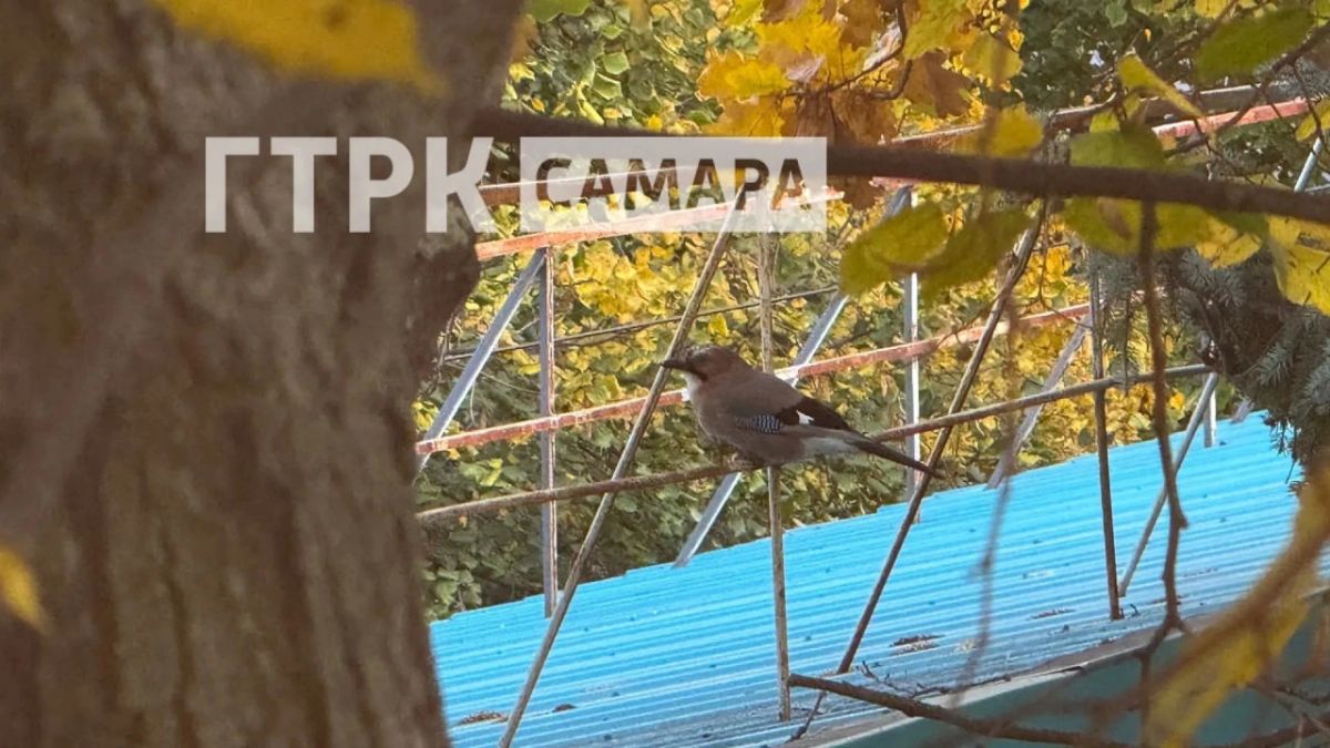 На территории ГТРК «Самара» заметили лесную гостью На территории ГТРК «Самара» заметили лесную гостью