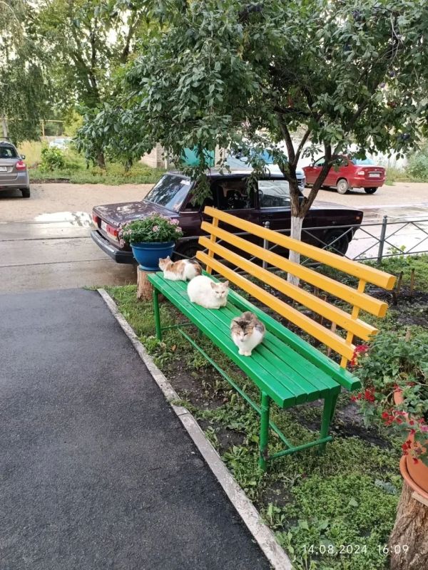 Разрывают кошек и бросаются на людей: в Безенчуке жители боятся выходить на улицу из-за стаи бездомных собак Разрывают кошек и бросаются на людей: в Безенчуке жители боятся выходить на улицу из-за стаи бездомных собак