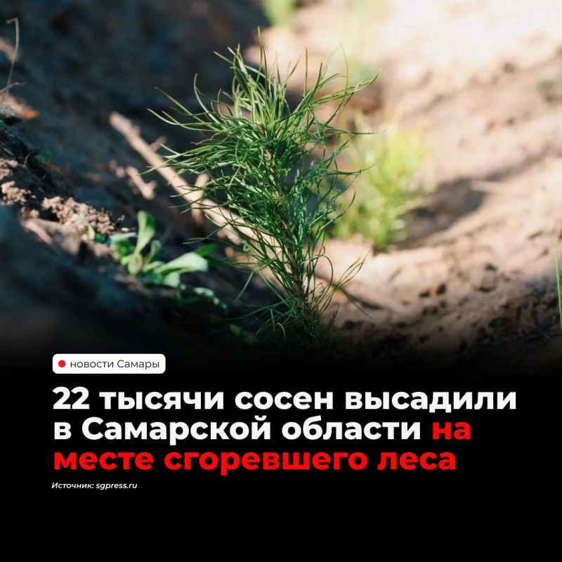 В Ново-Буянском лесничестве начали восстанавливать сосновый бор на пяти гектарах