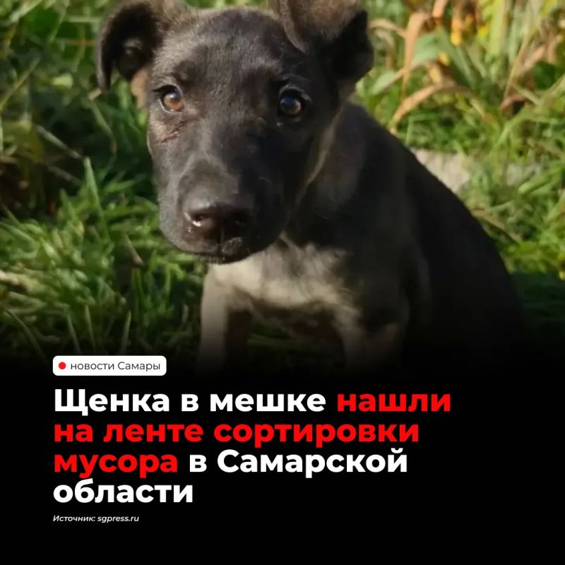 Животное в мешке доехало в мусоровозе от контейнерной площадки до комплекса, где его заметила одна из сотрудниц