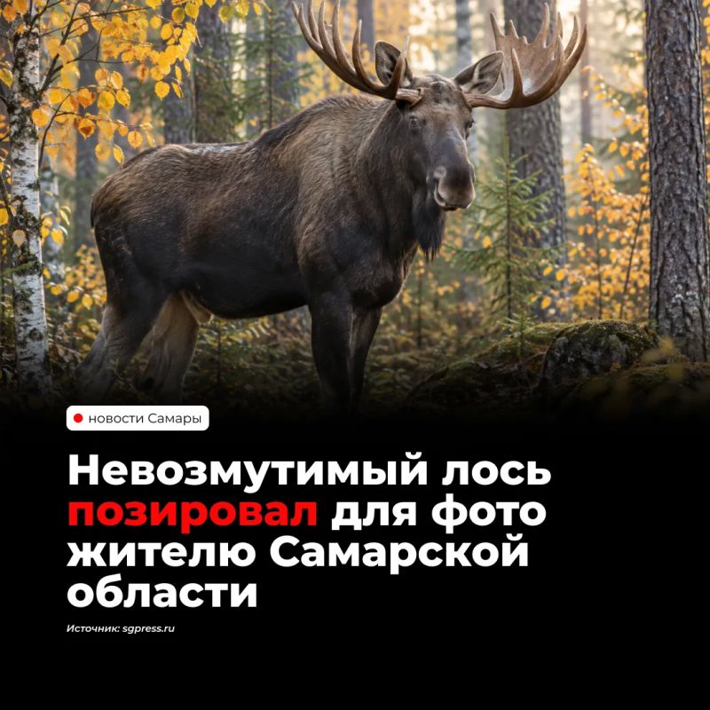 Житель Сызрани встретил лося в лесу возле села Рамено и успел снять его на смартфон