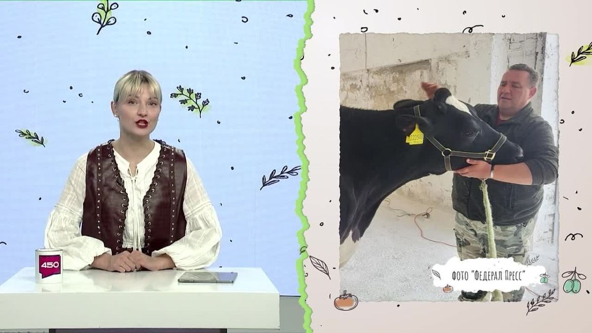 И еще немного о молоке и коровах, точнее – о рекордах надоев