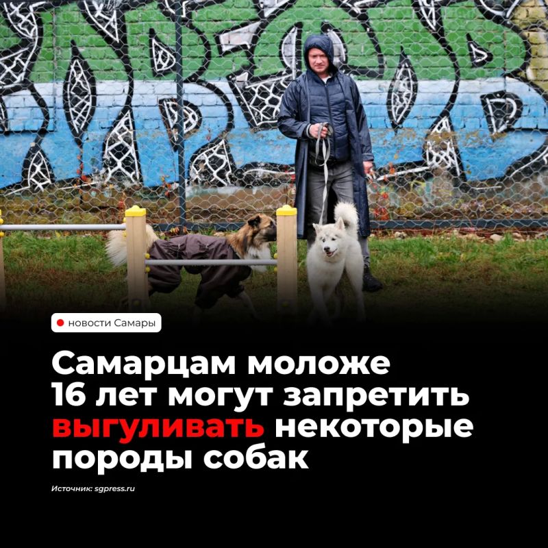 В России предложили запретить детям младше 16 лет выгуливать потенциально опасные породы собак, а также ограничить выгул таких животных людьми в состоянии опьянения