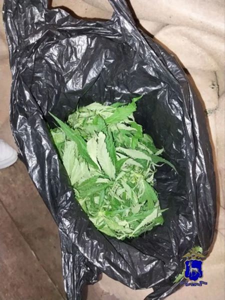 В Самарской области полицейские направили в суд уголовное дело о незаконном хранении марихуаны в крупном размере