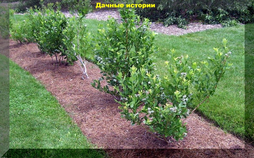 Голубика: Как избежать распространенных ошибок при посадке и уходе за культурой