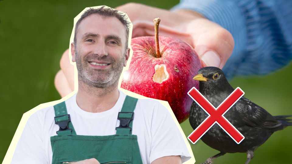 Птицы никогда не доберутся до ваших плодовых деревьев: вот что надо сделать
