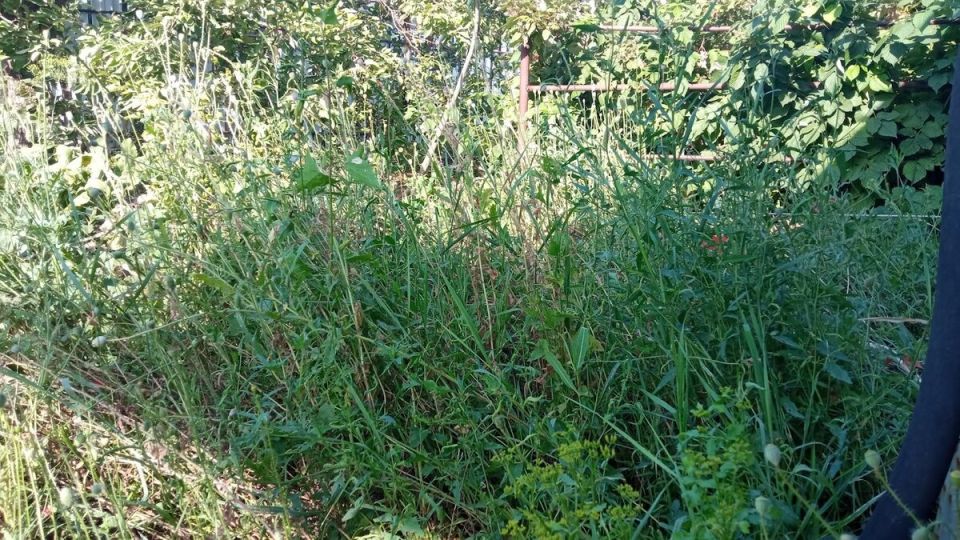 Разгорается конфликт на даче: соседи спорят из-за зарослей сорняков