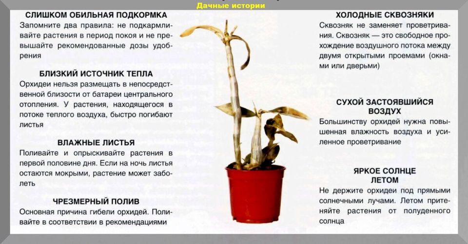 Орхидеи: искусство ухода и секреты цветения