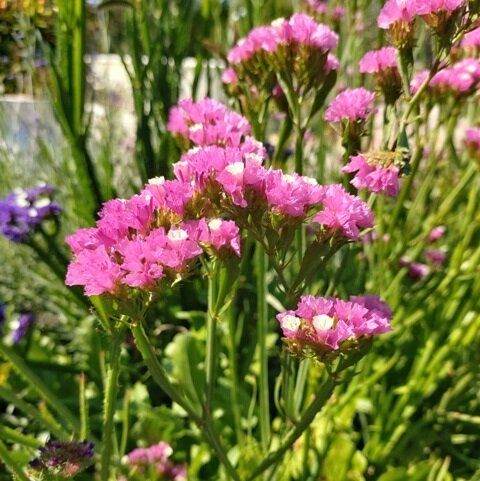 Удивительное многообразие статицы: как выбрать и вырастить кермек в своем саду