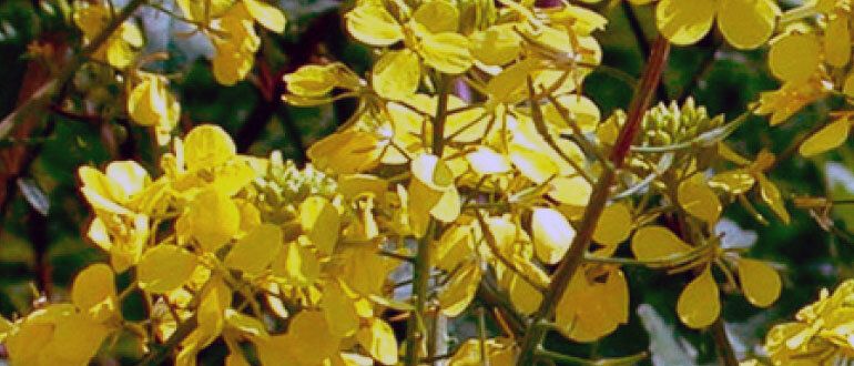 Как сидераты могут заменить дорогие удобрения: доступный способ обогатить почву