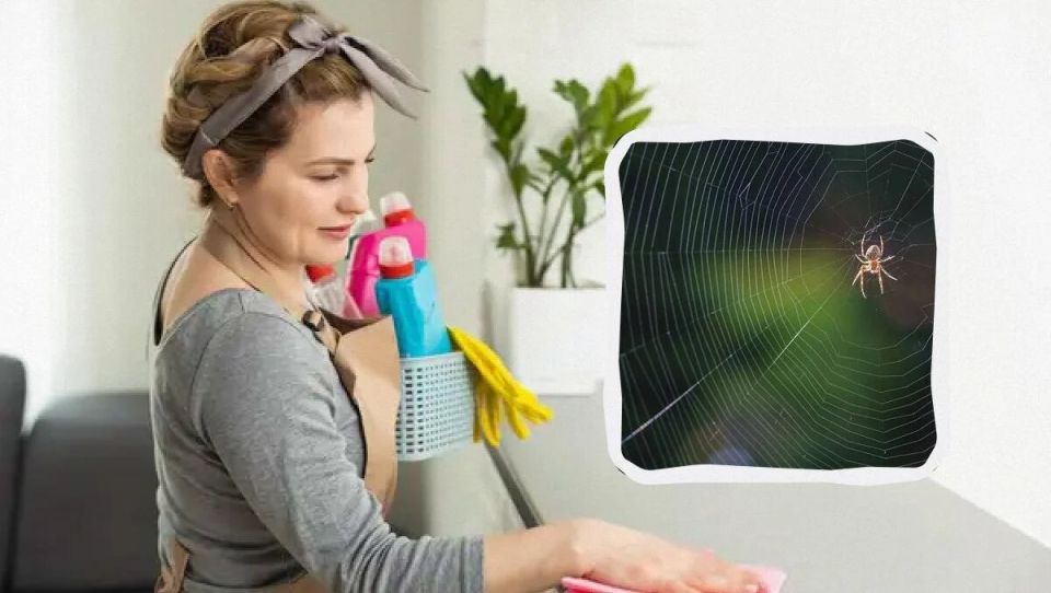 Как избавиться от пауков в доме: простые и эффективные методы