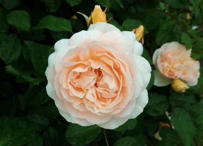 Как правильно обрезать розы: секреты ухода для цветущего сада