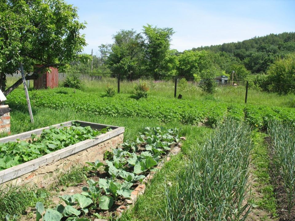 Способы борьбы с медведкой на даче: перекопка и навоз