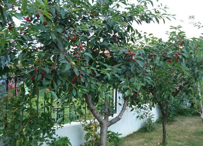 Как эффективно побороть вишневую поросль на своём участке