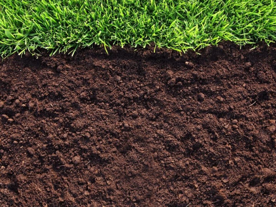 Как быстро узнать кислотность почвы с помощью уксуса и соды