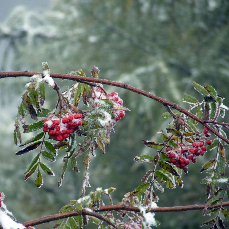 Выбор рябины для сада: что учесть при выборе сорта