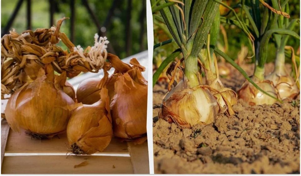 Лучшие сорта озимого лука для укрытия на зиму: выбор дачников