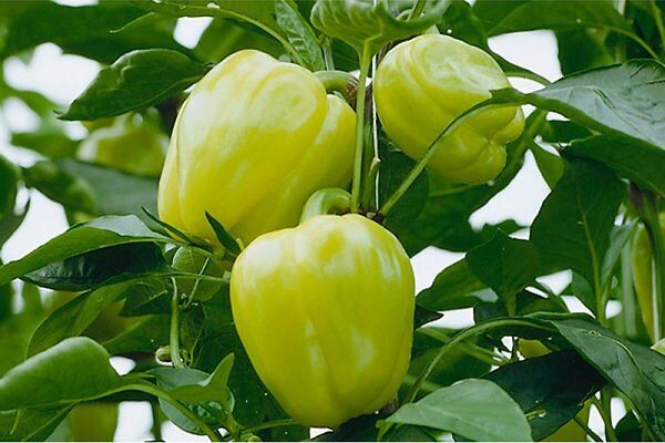 Секреты успешного выращивания перца Блонди